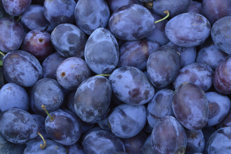 Prunes Diet Prunes Health Benefits